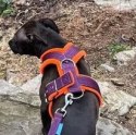 COMFY WALKING HARNESS 4CM