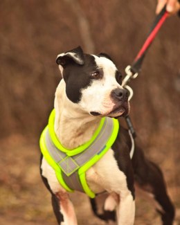 LIGHT WALKING HARNESS 5CM