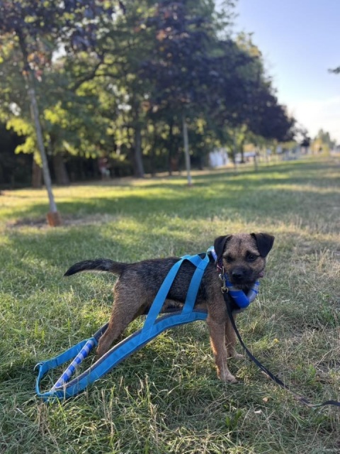 PRO WEIGHT PULLING HARNESS 3CM PRO WEIGHT PULLING HARNESS 3CM