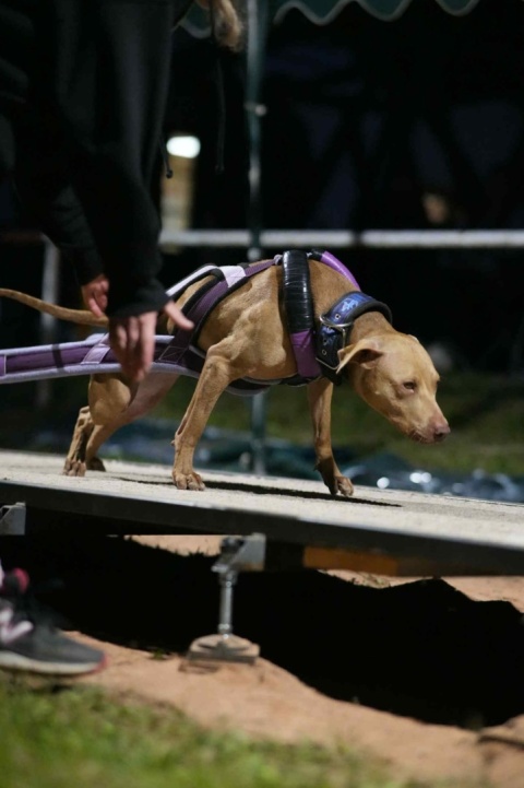 5CM SZELKI DO WEIGHT PULLINGU PRO