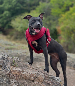 COMFY WALKING HARNESS 5CM