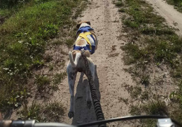 TRAINING HARNESS