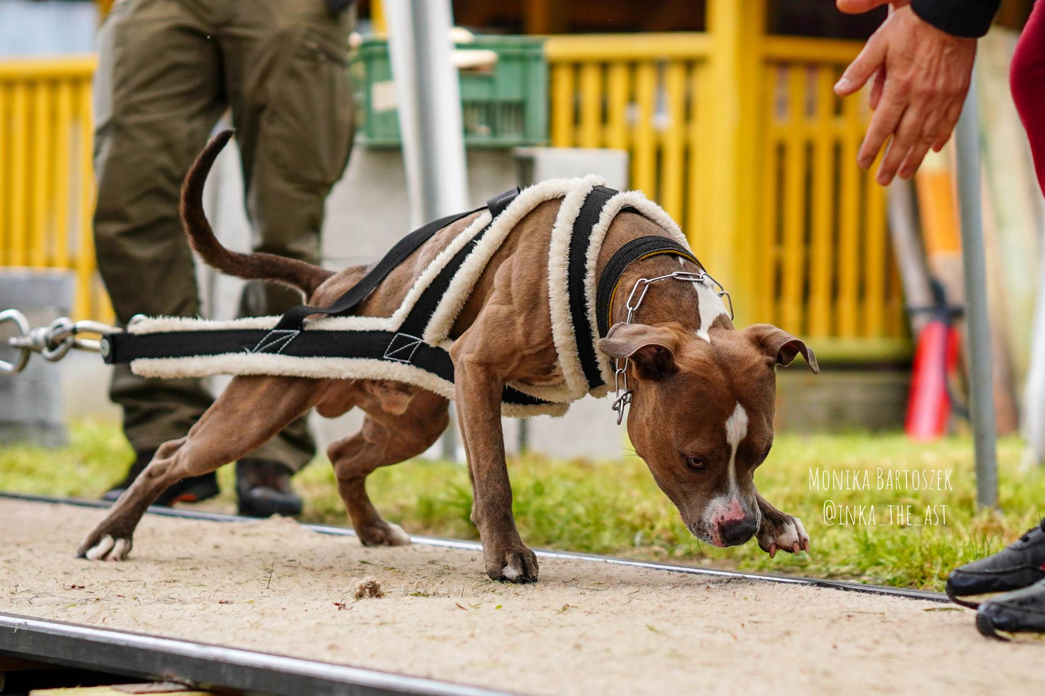 Weight pulling - jak się do tego zabrać?