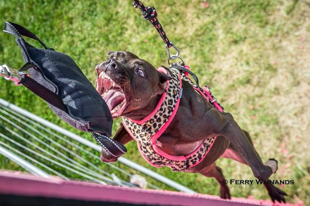 Konkurencje sportowe - zawody typu PitBullShow cz. I